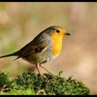 - Rotkehlchen - ( Erithacus rubecula )