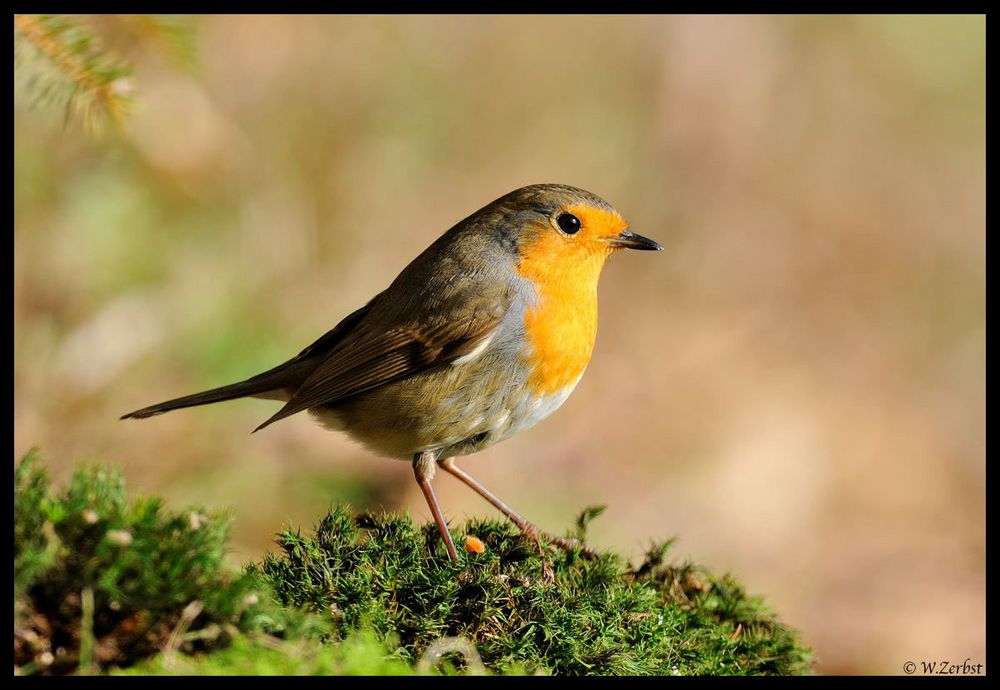 - Rotkehlchen - ( Erithacus rubecula )