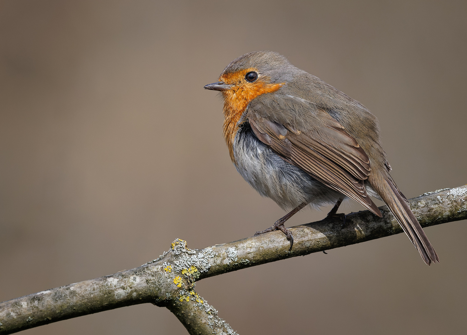 Rotkehlchen (Erithacus rubecula)