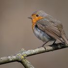 Rotkehlchen (Erithacus rubecula)