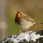  - ROTKEHLCHEN - Erithacus rubecula )