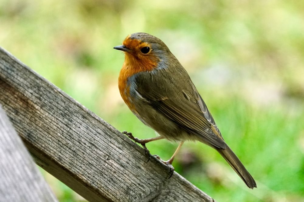 Rotkehlchen (Erithacus rubecula)