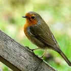 Rotkehlchen (Erithacus rubecula)