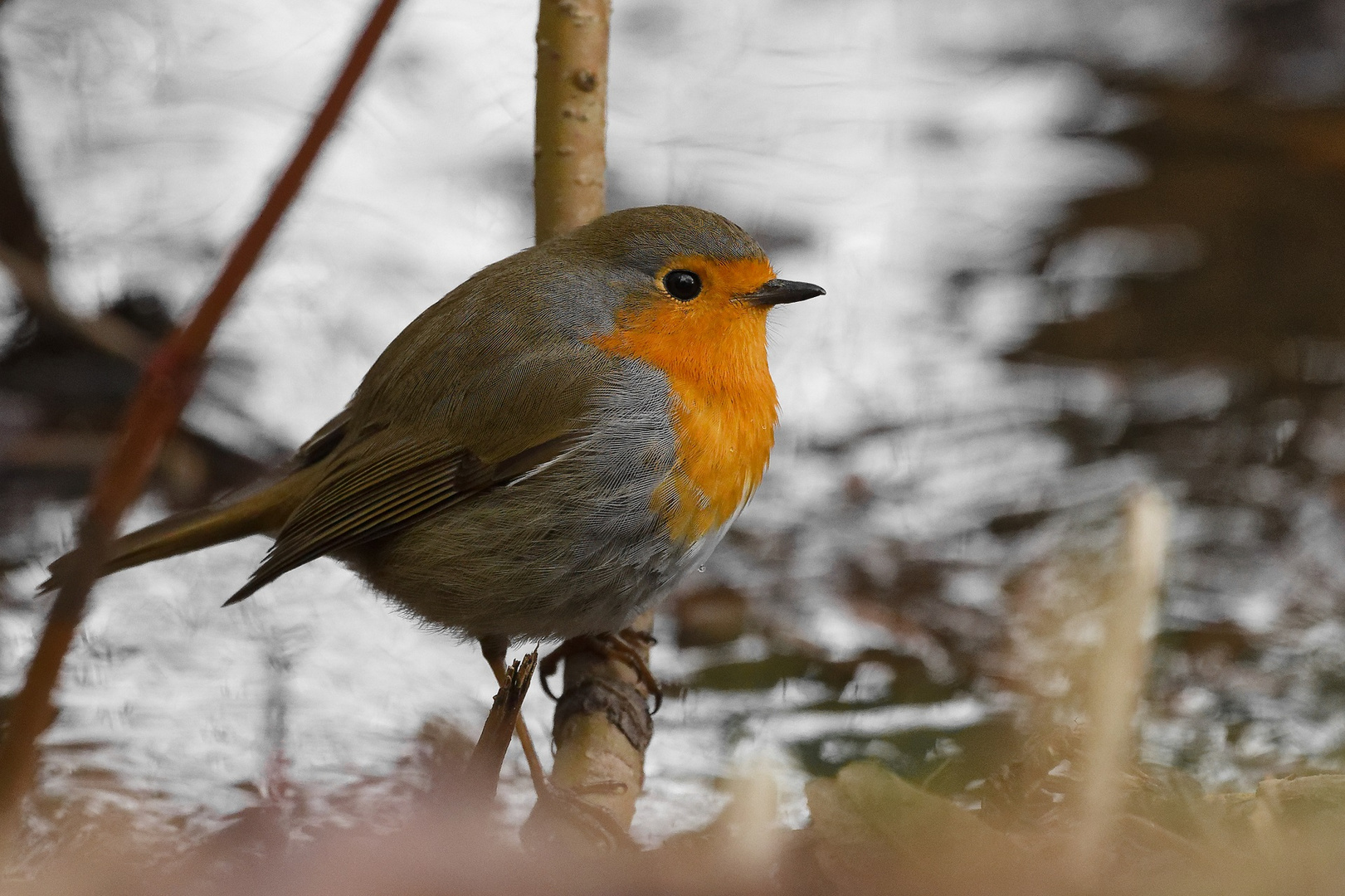 Rotkehlchen (Erithacus rubecula)