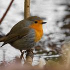 Rotkehlchen (Erithacus rubecula)