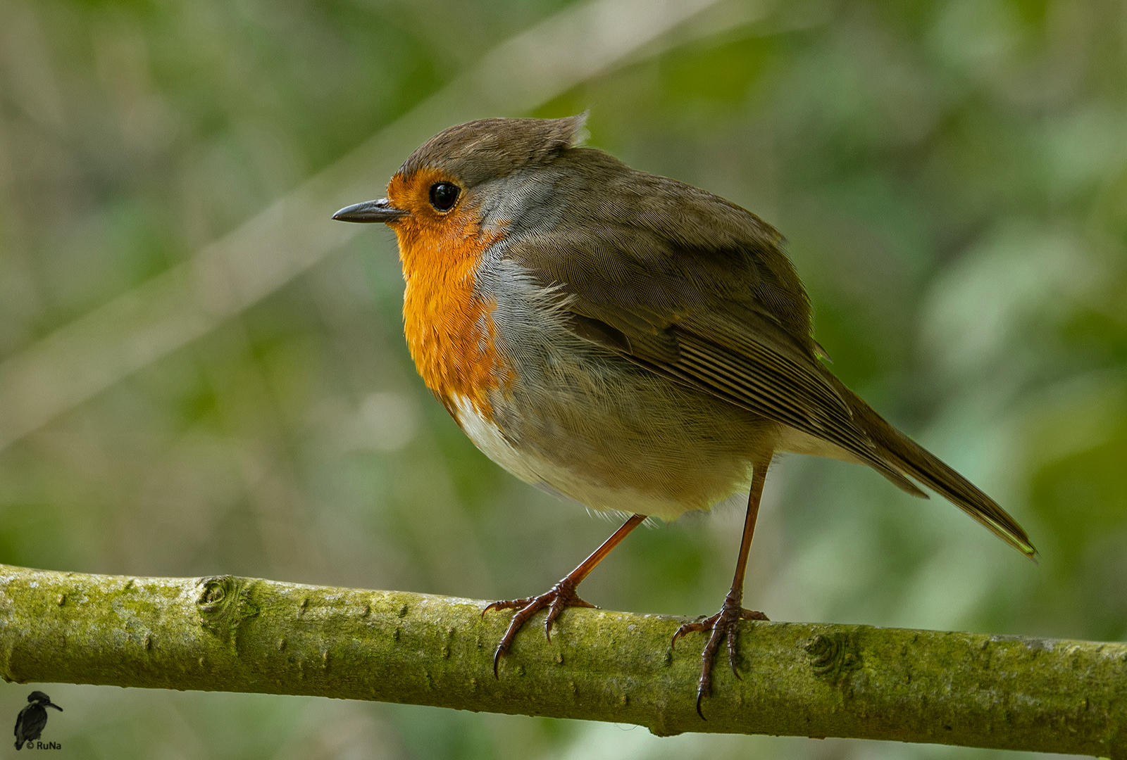 Rotkehlchen - Erithacus rubecula