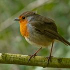 Rotkehlchen - Erithacus rubecula