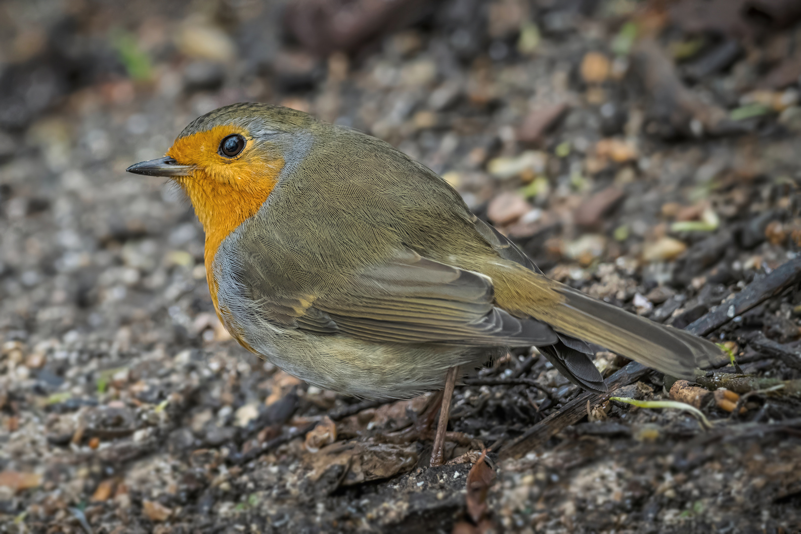 Rotkehlchen (Erithacus rubecula) 