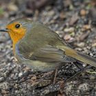 Rotkehlchen (Erithacus rubecula) 