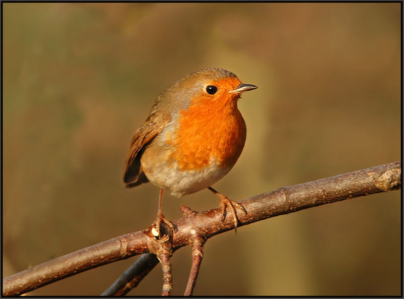 Rotkehlchen (Erithacus rubecula)....