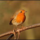 Rotkehlchen (Erithacus rubecula)....