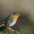 --- Rotkehlchen ---   ( Erithacus rubecula )