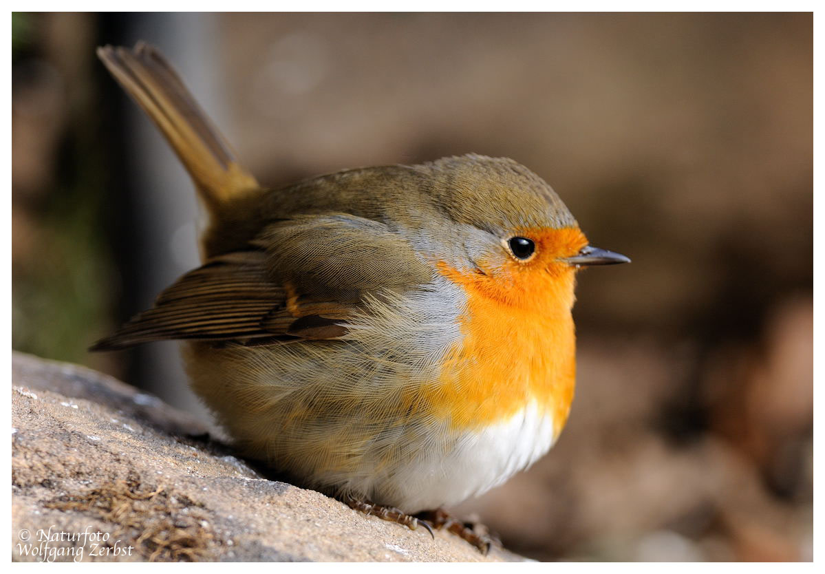 --- Rotkehlchen ---- ( Erithacus rubecula )