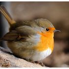 --- Rotkehlchen ---- ( Erithacus rubecula )