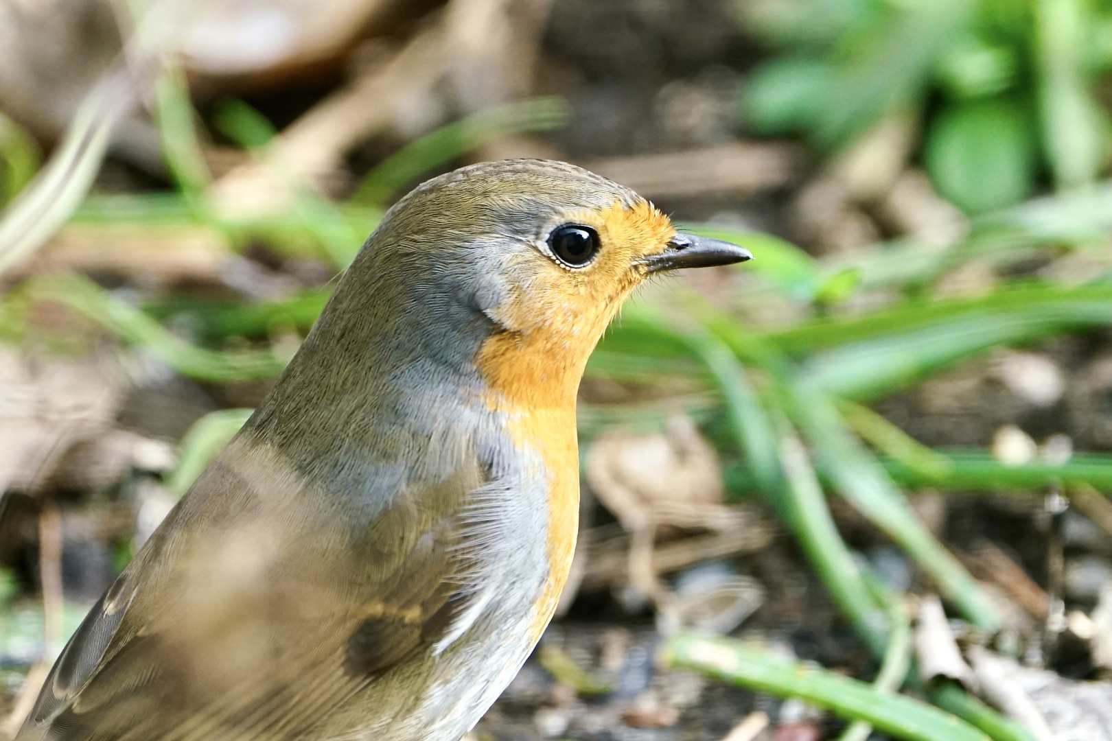 Rotkehlchen (Erithacus rubecula)