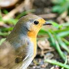 Rotkehlchen (Erithacus rubecula)