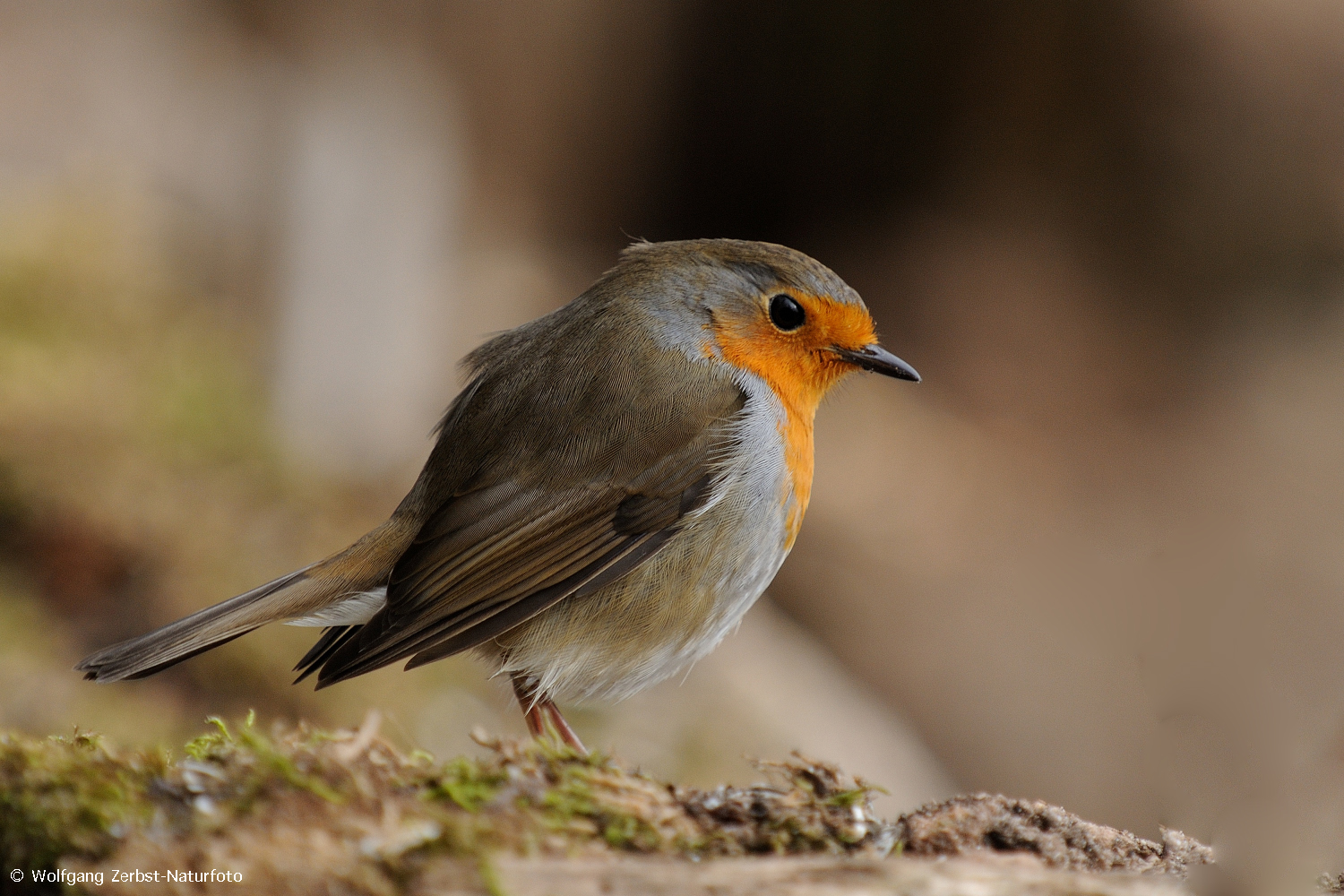 --- Rotkehlchen --- ( Erithacus rubecula )