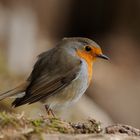 --- Rotkehlchen --- ( Erithacus rubecula )