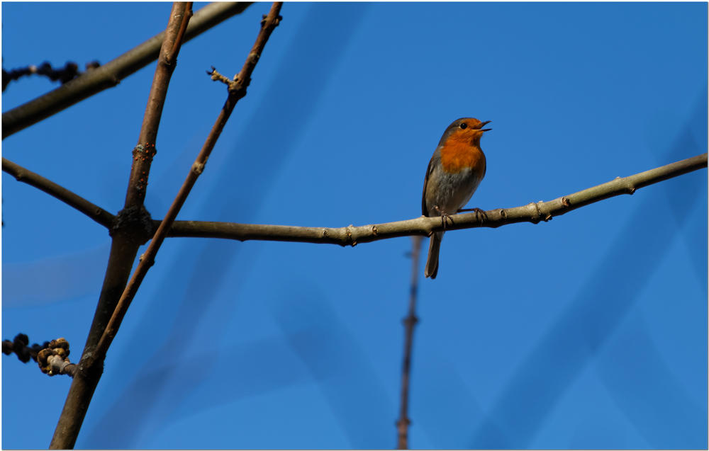 Rotkehlchen / Erithacus rubecula