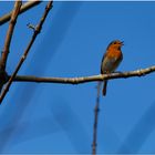 Rotkehlchen / Erithacus rubecula