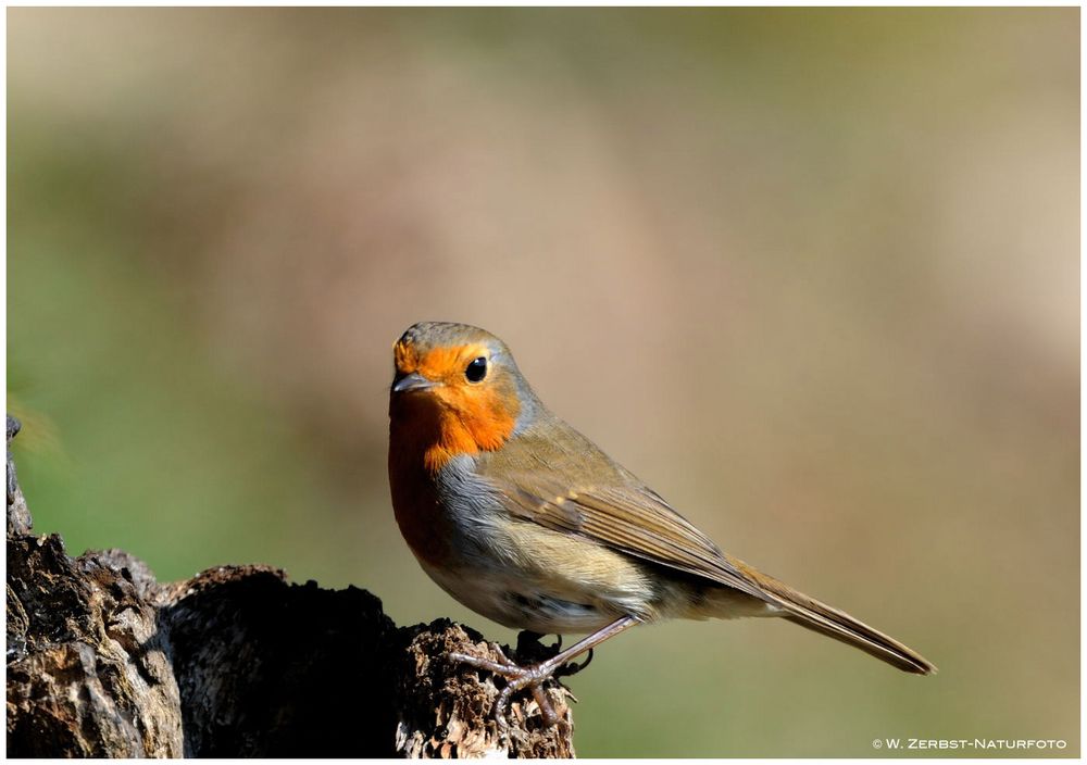 --- Rotkehlchen --- ( Erithacus rubecula )