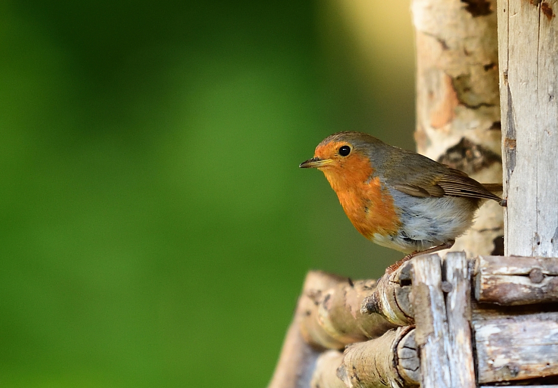 Rotkehlchen (Erithacus rubecula), European robin, Petirrojo europeo