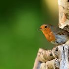 Rotkehlchen (Erithacus rubecula), European robin, Petirrojo europeo