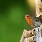 Rotkehlchen (Erithacus rubecula), European robin, Petirrojo europeo