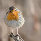 Rotkehlchen (Erithacus rubecula)