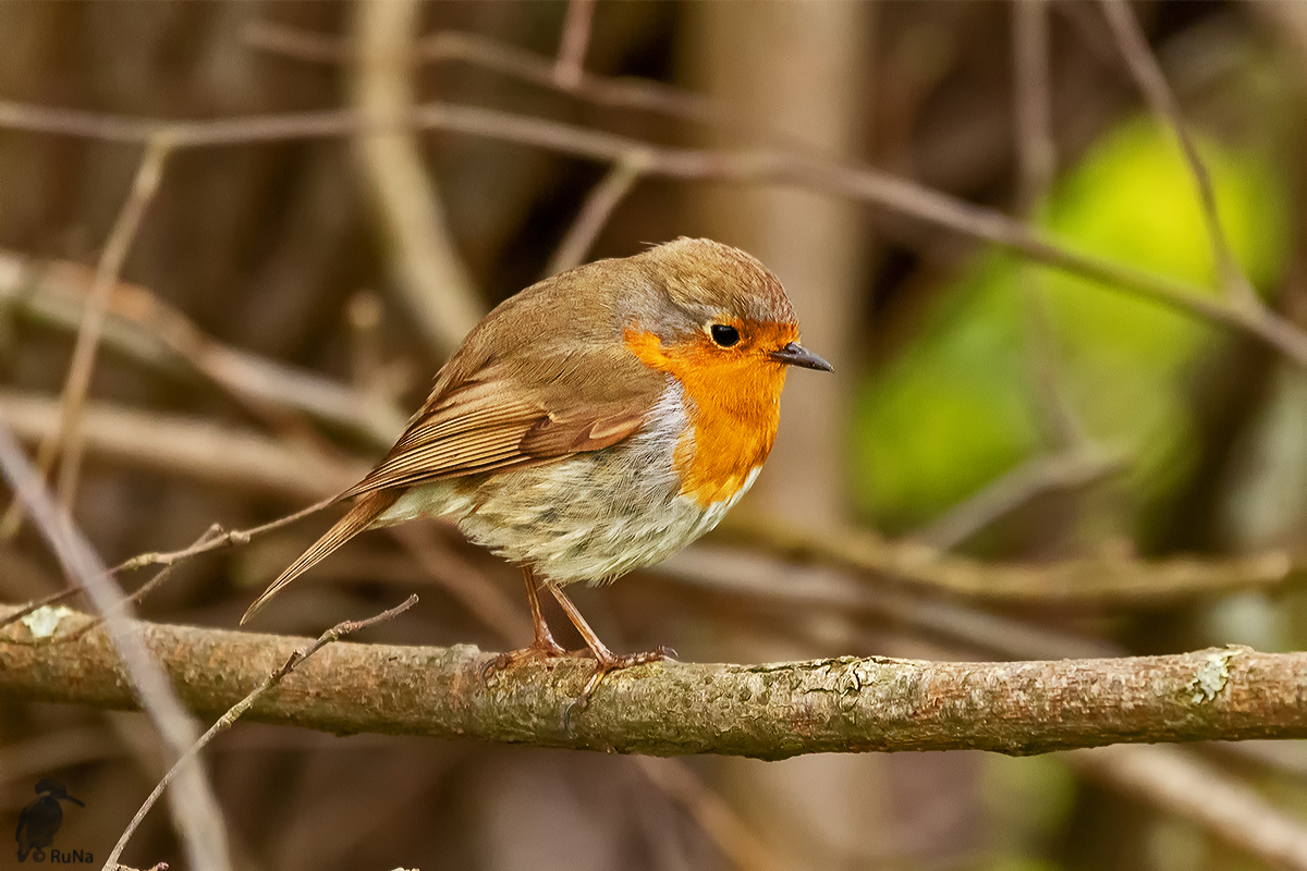 Rotkehlchen - Erithacus rubecula