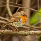 Rotkehlchen - Erithacus rubecula