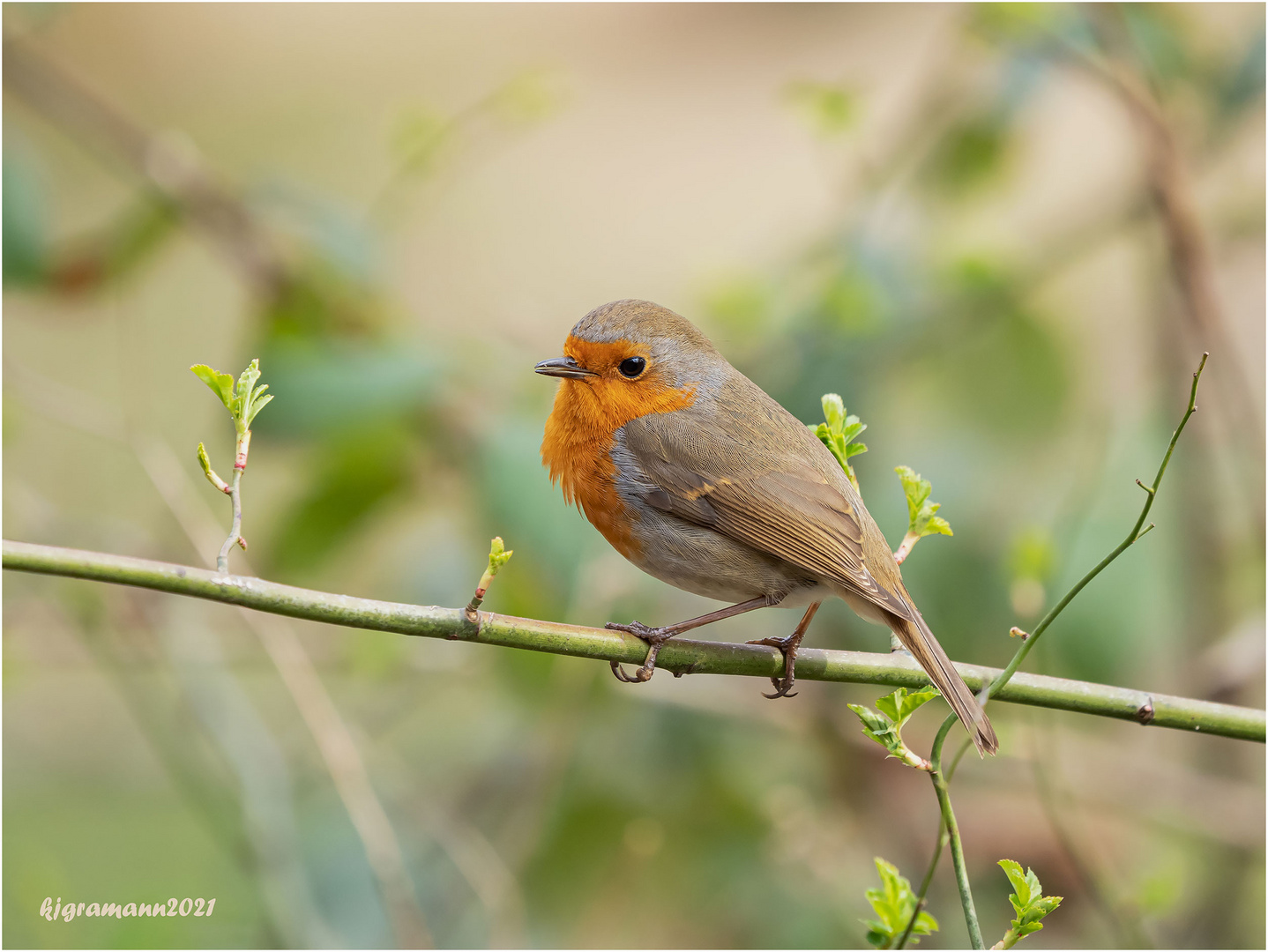 rotkehlchen (erithacus rubecula) ....