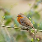 rotkehlchen (erithacus rubecula) ....