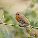 rotkehlchen (erithacus rubecula) ....