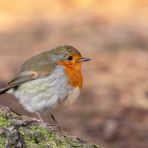 Rotkehlchen (Erithacus rubecula)