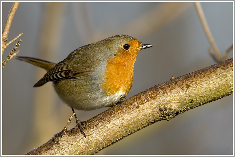 Rotkehlchen (Erithacus rubecula)