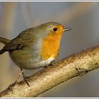 Rotkehlchen (Erithacus rubecula)