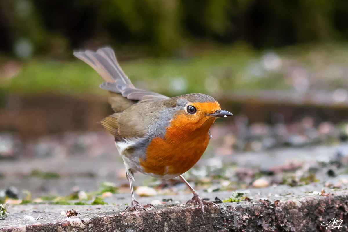 Rotkehlchen (Erithacus rubecula)