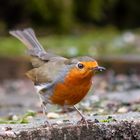 Rotkehlchen (Erithacus rubecula)