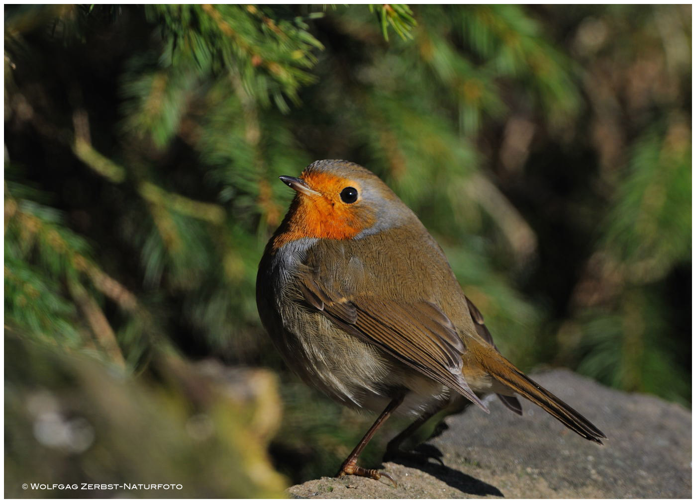 --- Rotkehlchen --- ( Erithacus rubecula )