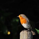 Rotkehlchen (Erithacus rubecula)