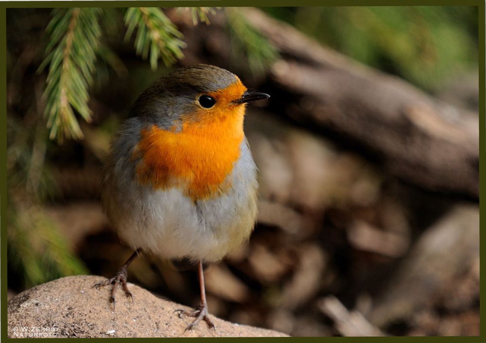 - Rotkehlchen - ( Erithacus rubecula )