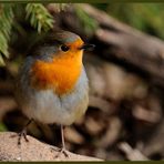 - Rotkehlchen - ( Erithacus rubecula )