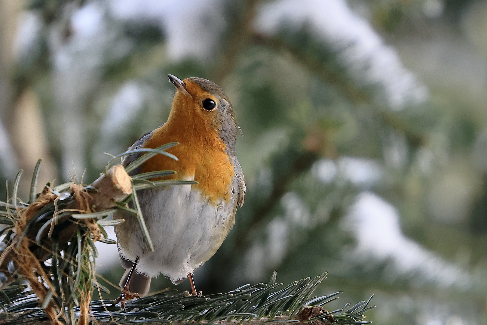 Rotkehlchen (Erithacus rubecula)