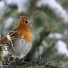 Rotkehlchen (Erithacus rubecula)