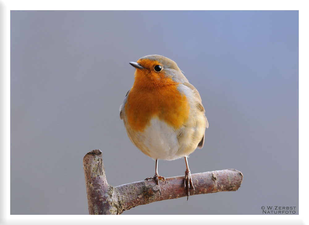 -- Rotkehlchen -- ( Erithacus rubecula )