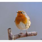 -- Rotkehlchen -- ( Erithacus rubecula )