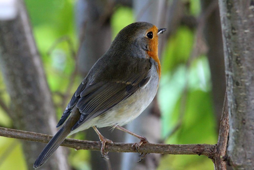 Rotkehlchen (Erithacus rubecula)