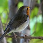 Rotkehlchen (Erithacus rubecula)