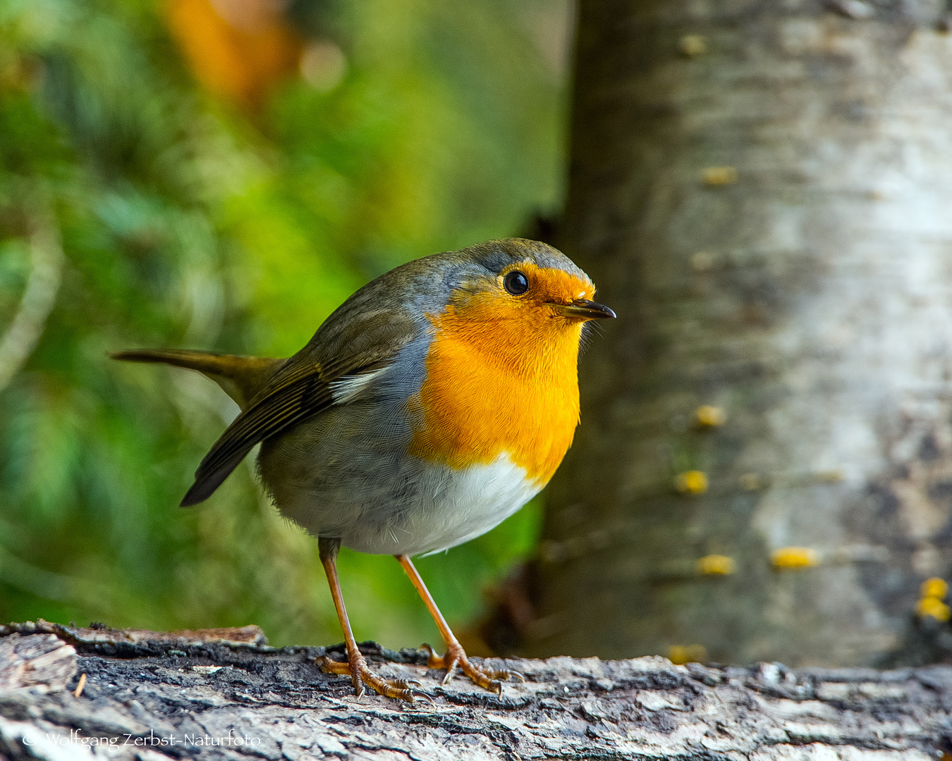  - ROTKEHLCHEN - ( Erithacus rubecula )